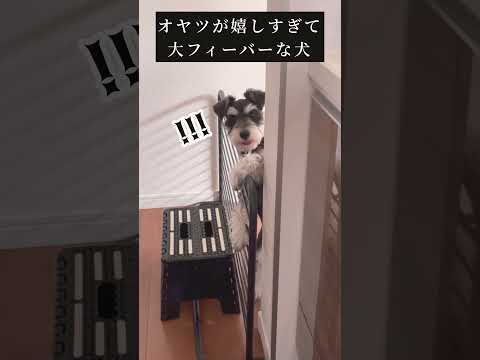 オヤツをもらうために必死なミニチュアシュナウザー #shorts #ペット動画 #犬のいる暮らし #かわいい犬 #いぬ