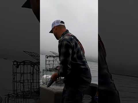 #oregon #saltwater #dungenesscrab #crabbing #oregoncoast #bay