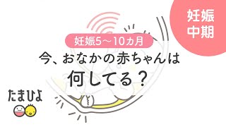 【妊娠5～10ヶ月】妊婦さん必見！今、おなかの赤ちゃんは何してる？【たまひよ公式】