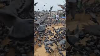 Pigeonlovers❤️🕊️ #youtubeshorts #shortsvideo #pigeonlover #pigeon #kabootar #shorts