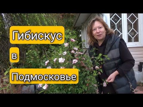 ГИБИСКУС ОСВАИВАЕТ ПОДМОСКОВЬЕ | Светлана Самойлова