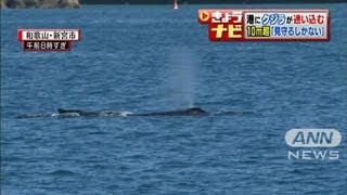 体長10m超ザトウクジラか・・・和歌山の港に迷い込む(13/01/24)