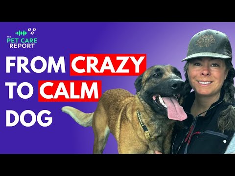 How To Train A High Energy Dog