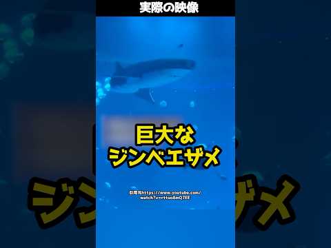 水族館の目玉の巨大ジンベイザメ！→実はロボットだったことがバレ大炎上！？#shorts