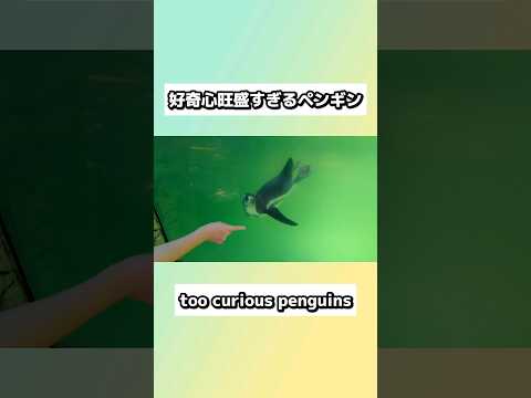 好奇心旺盛すぎるペンギン #shorts #animals #penguin #ペンギン #動物観察