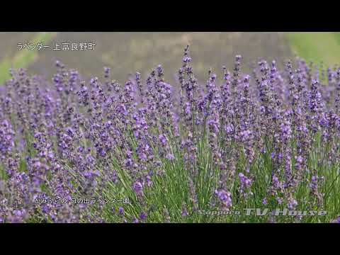 8K ラベンダー 上富良野町 Lavender field in Kamifurano-cho