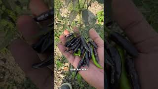 Harvesting Chillis from our garden 🌶️🌳 #sundariagro #agrofarming #farminglife