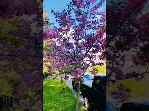 Cherry blossoms #shortsfeed #shortsviral #trending #canada #cherryberry