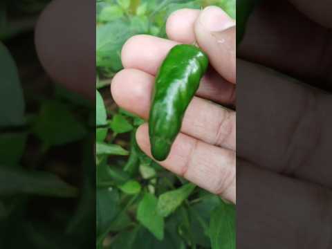 Green chili 🔥 | my garden #shorts#viral#greenchilli