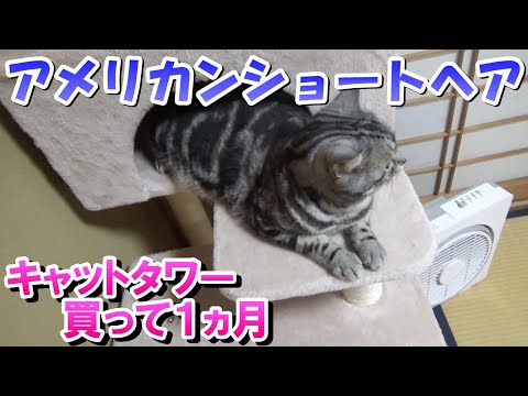 キャットタワーを買って１ヵ月（アメリカンショートヘア）