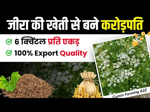 कम लागत में उच्च गुणवत्ता वाला जीरा उगाएं | जीरे की खेती।Cumin farming | Export Quality Cumin