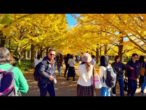 [4K HDR] Walking Tour in Showa Kinen Park. # Golden Ginkgo Autumn Yellow Leaves View. Tokyo, Japan.