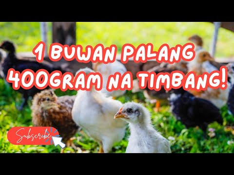 Tumimbang ng 400gram ang aking mga alaga! 30days old Native chickens!