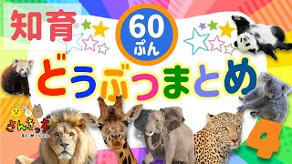 【子供向け 動物 知育アニメ】動物園のどうぶつたちの知育動画まとめ4★【60分連続再生】ライオン キリン パンダ コアラ 人気の動物が大集合！ 赤ちゃん 幼児が喜ぶ動物アニメ