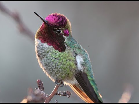 El Colibrí de Anna: Características, Habitat, Metabolismo, Apareamiento, Reproducción, Polluelos