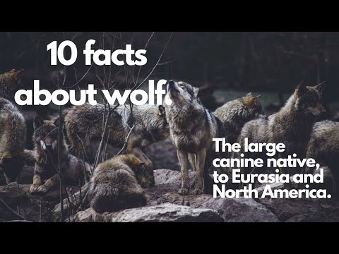 10 Facts About Wolves | TS Films