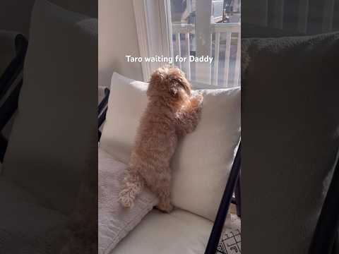 Dog waiting for his owner #doglove #homepet #maltipoo #poodledogs #hyggelife