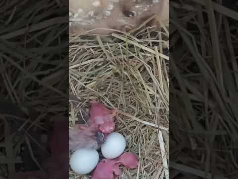 shaft tail finch chicks ( peophila acuticauda ) Long tail finch chicks