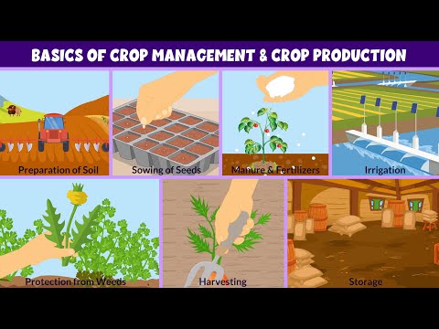 Crop Production and Management - Types of Crops - Learning Junction