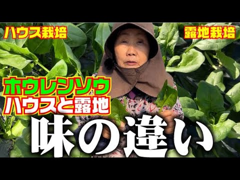 【まさかの結果】ハウス栽培のホウレンソウと露地栽培のホウレンソウを食べ比べてみました【ほうれん草】