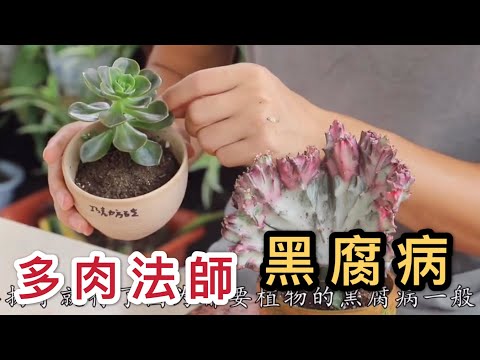 【天天小花農】多肉法師感染黑腐病時，不同染病階段的處理方法