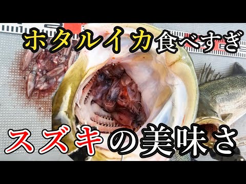 ボートシーバスで釣れたホタルイカ食べすぎランカースズキを刺身にしたら美味いのか？鱸の捌き方と盛り付け方