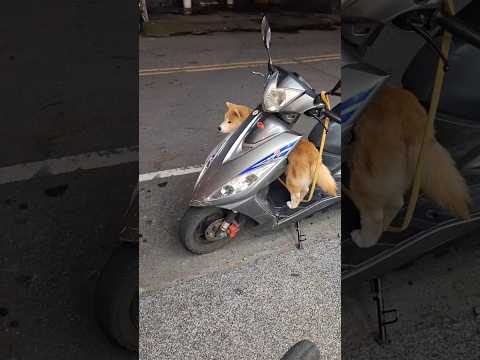 this dog waiting #taipeitaiwan