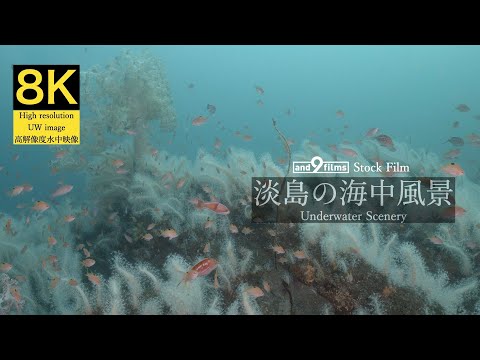 【8K 水中映像】淡島の海中風景 / Underwater scenery / Awashima Izu peninsula Shizuoka