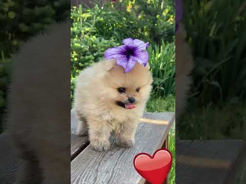 Cute puppy dog with flower #shorts #cutedog #puppydog