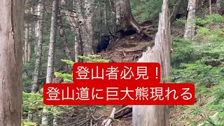 登山者要注意！登山道に熊出現