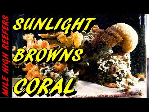 Is Sunlight Good For a Reef Tank