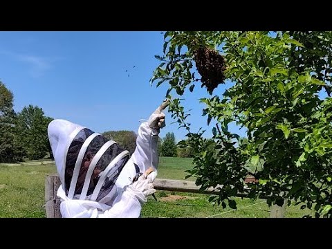 1000s Of Honey Bees! A Swarm Removal | Heartway Farms