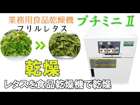 プチミニⅡを使用してフリルレタスを乾燥加工しました