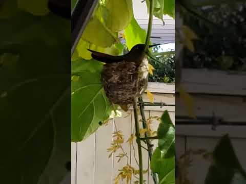 Flora sits on her first egg while Henry is around gardening