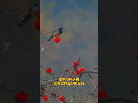 见者好运，“柿柿”如意！朱鹮枝头栖息美得像一幅动态国画！#美景