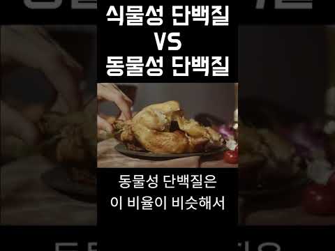 식물성 단백질 VS 동물성 단백질! 뭐가 더 좋을까?