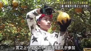 小学生が甘夏ミカンの収穫体験　三重・尾鷲市 (24/05/17 12:01)