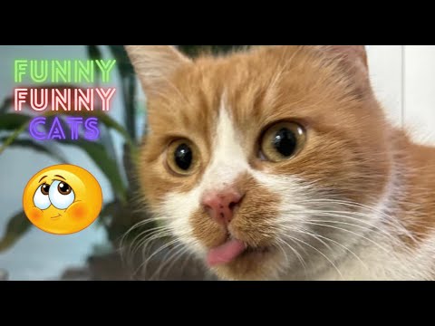 Funny Cat Videos Compilation ● This Funny Video Will Warm You Up On A Cold Winter Day !!! 😂 Part 139