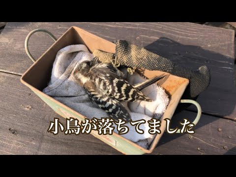 お庭の事件簿《脳震盪を起こした小鳥》