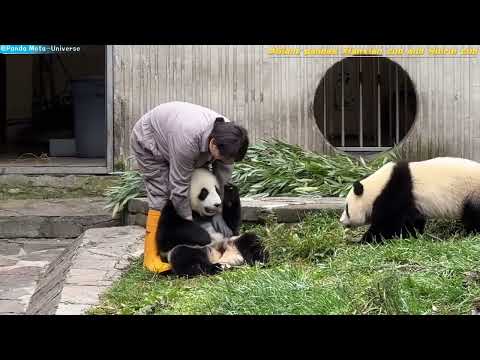 Giant pandas Xianxian cub and Ruirui cub 大熊猫贤贤崽蕊蕊崽 #panda #cute #funny #redpanda #giantpanda