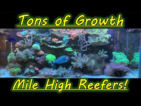 Making Room for Coral Growth Tank Update 12-8-19