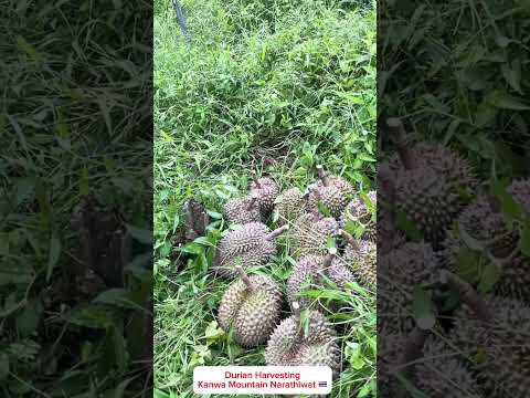 Durian | How to harvest Durian in Thailand #durian #travel #thailand #youtubeshorts