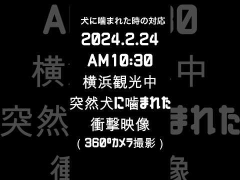 【事故対応】突然犬に噛まれた時の対応について#病院 #パニック #いぬのいる生活