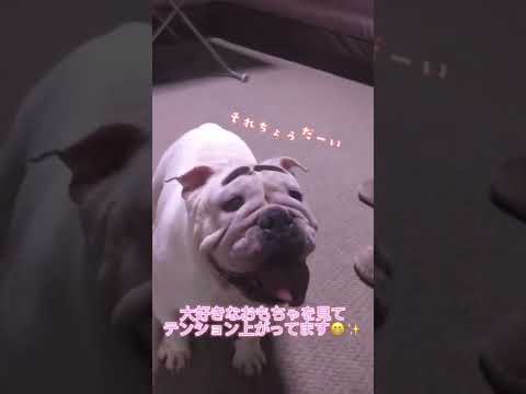 【ブルドッグ】過去動画Part2 まゆげ犬マロちゃんです!✨