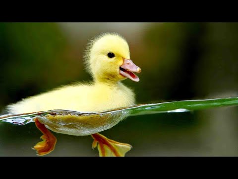 Duck - Build a swimming pool for ducklings and how to prevent diseases for ducks - The duck