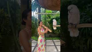 Rehearsing in front of Cockatoo with Triple Drone Flute key F