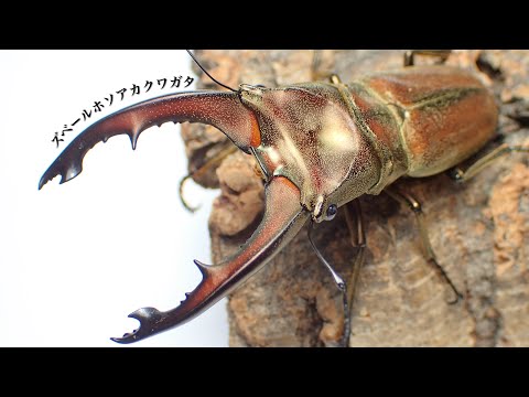 ズベールホソアカクワガタの成虫掘り出し【クワガタ飼育】