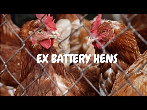 Ex Battery Hens