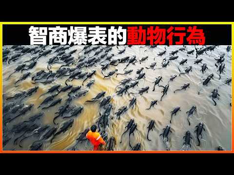 動物成精警告，科學家看完都驚呆了。15個令人驚嘆的動物行為，它們的智慧讓人折服｜發現｜排名｜世界之最｜地球之最｜獵奇｜睡前故事