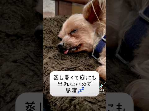 【犬のおやつ 無添加てづくり】蒸し暑いので昼寝💤#犬のいる暮らし #可愛いわんこ #dog #いやしわんこ